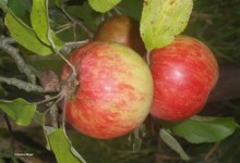 Äpfel, Bild: U. Ockert, LEL